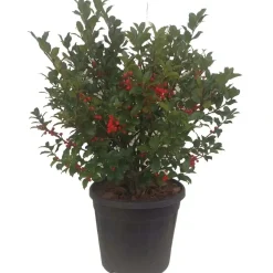 Ilex blu maide vaso 28 cm