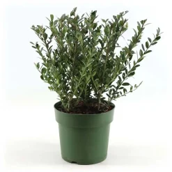 Ilex Crenata vaso 17 cm
