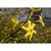Jasminum nudiflorum - Gelsomino d`inverno