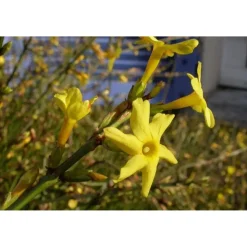 Jasminum nudiflorum - Gelsomino d`inverno
