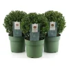 Jenny Ilex crenata vaso Ø 20 cm