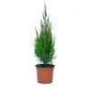 Juniperus chinensis `Strictà - Ginepro