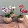 Kokodama Orchidea Vaso 12 cm