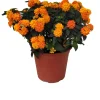 Lantana vaso Ø cm 19