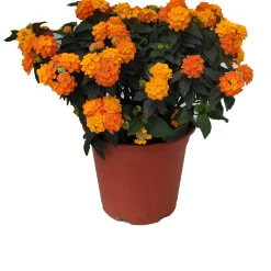 Lantana vaso Ø cm 19
