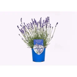 Lavanda hidcote lady blue ø 14 cm