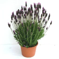 Lavanda Stoechas vaso Ø cm 17