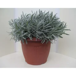 Lavanda vaso ø 25 cm
