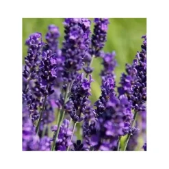 Lavandula angustifolia "Hidcote" cespuglio