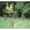 Legaccio per alberi 3 m