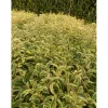 Ligustrum japonicum `Excelsum Superbum`