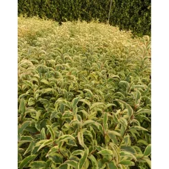 Ligustrum japonicum `Excelsum Superbum`