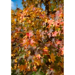 Liquidambar styraciflua