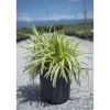 Liriope in varietà