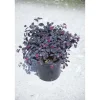 Loropetalum chinense `Black Pearl`