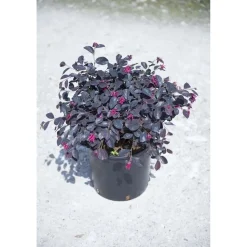 Loropetalum chinense `Black Pearl`