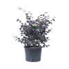 Loropetalum chinense `Black Pearl`