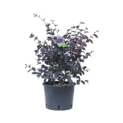 Loropetalum chinense `Black Pearl`