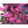 Loropetalum chinense `Fede`