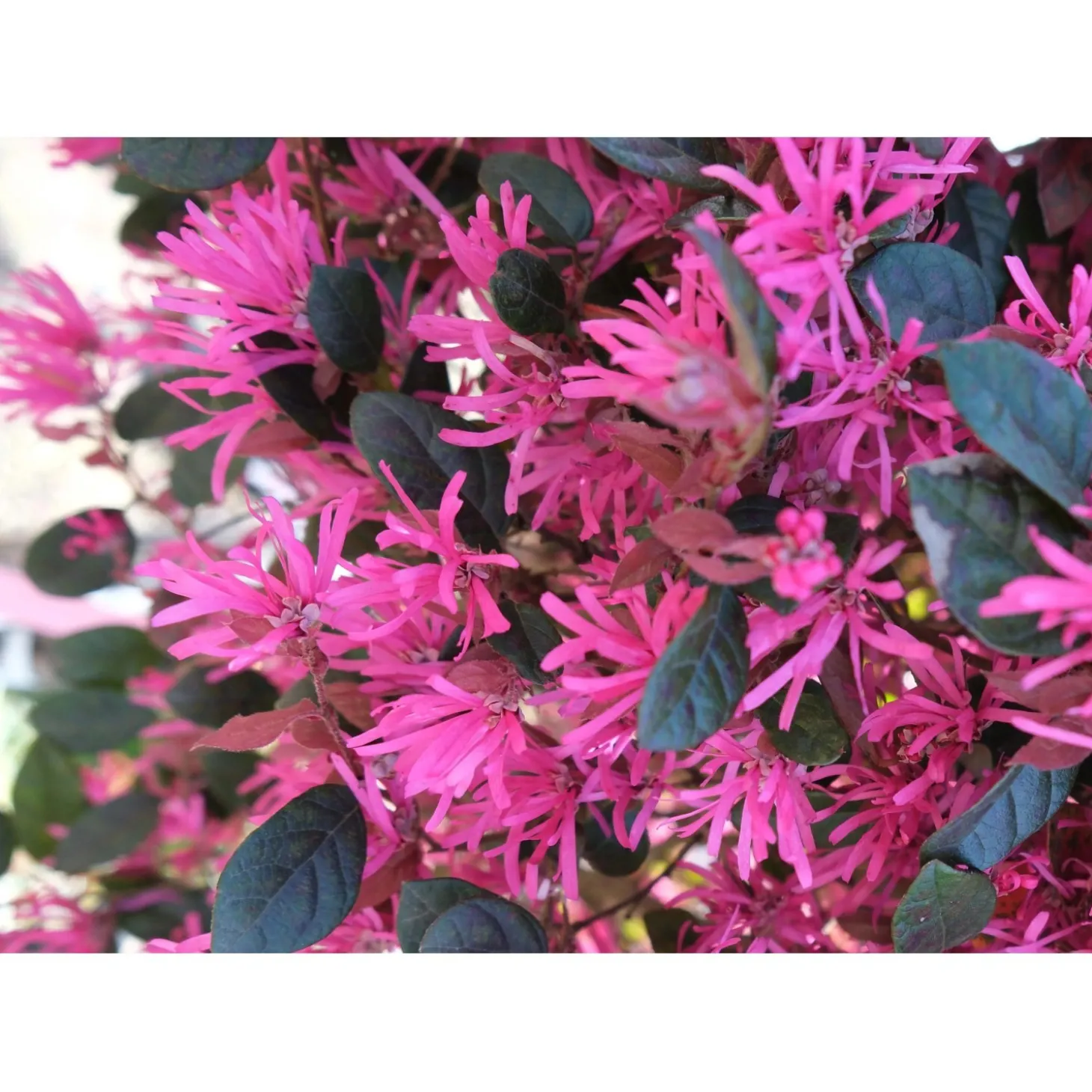 Loropetalum chinense `Fede`