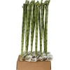 Lucky Bamboo Dritto Vaso 1 cm