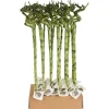 Lucky Bamboo Spirale In Tube Vaso 1 cm