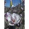 Magnolia x soulangeana
