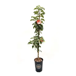 Malus ballerina