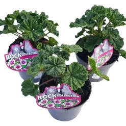 Malva selvatica con fiori violetti in vaso Ø 13 cm
