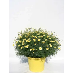 Margherita cespuglio vaso 18 cm fiore giallo