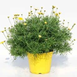 Margherita gialla vaso ø 14 cm