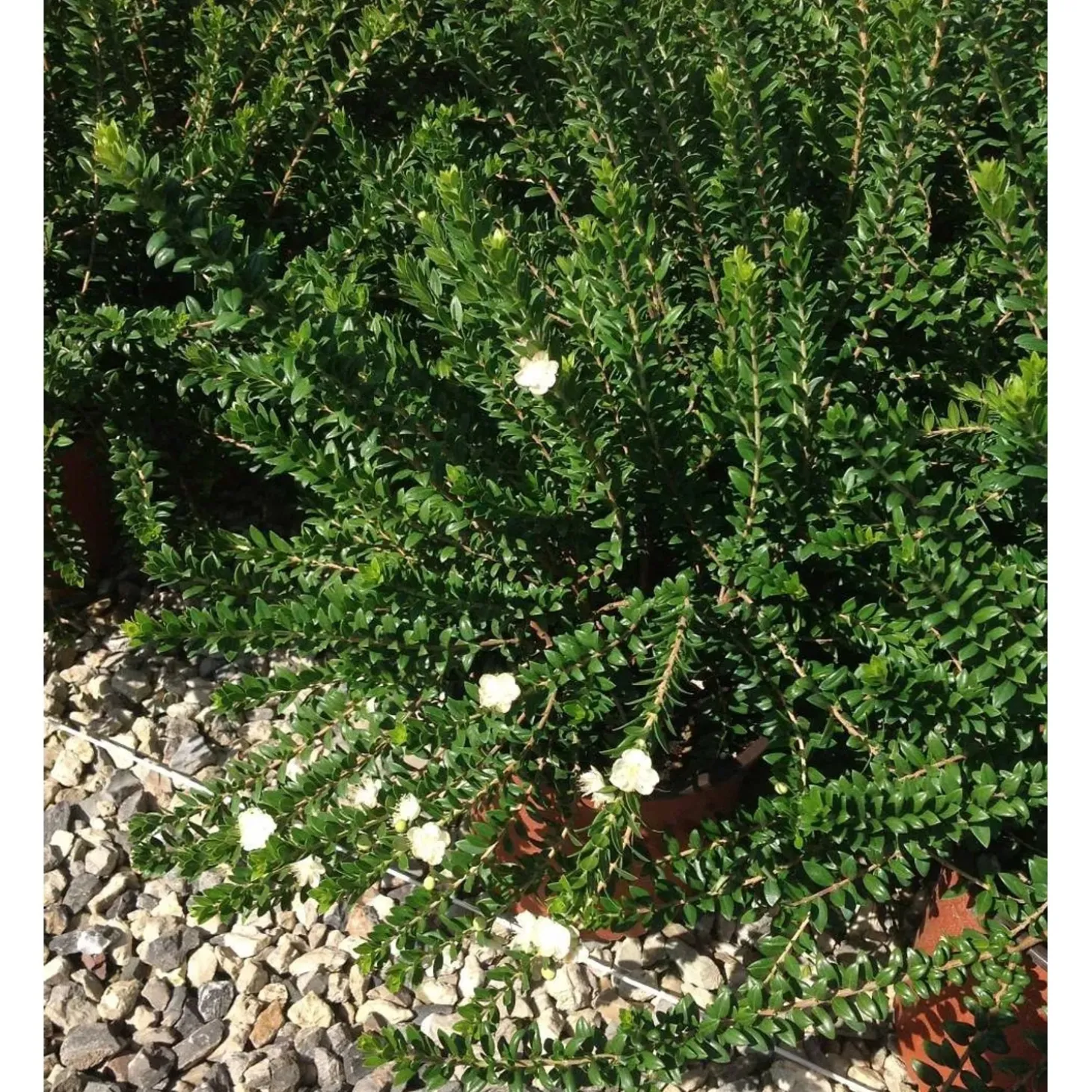 Mirto comune Tarentina cespuglio h 30/40 cm
