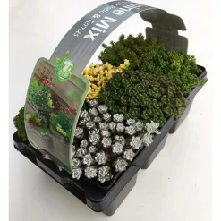 Miscela di peperoni da parete Confezione da 6 vasi Ø 7 cm circa Sedum
