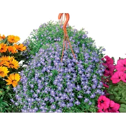 Mix di piante fiorite