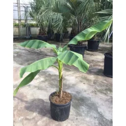 Musa bajoo - Banano