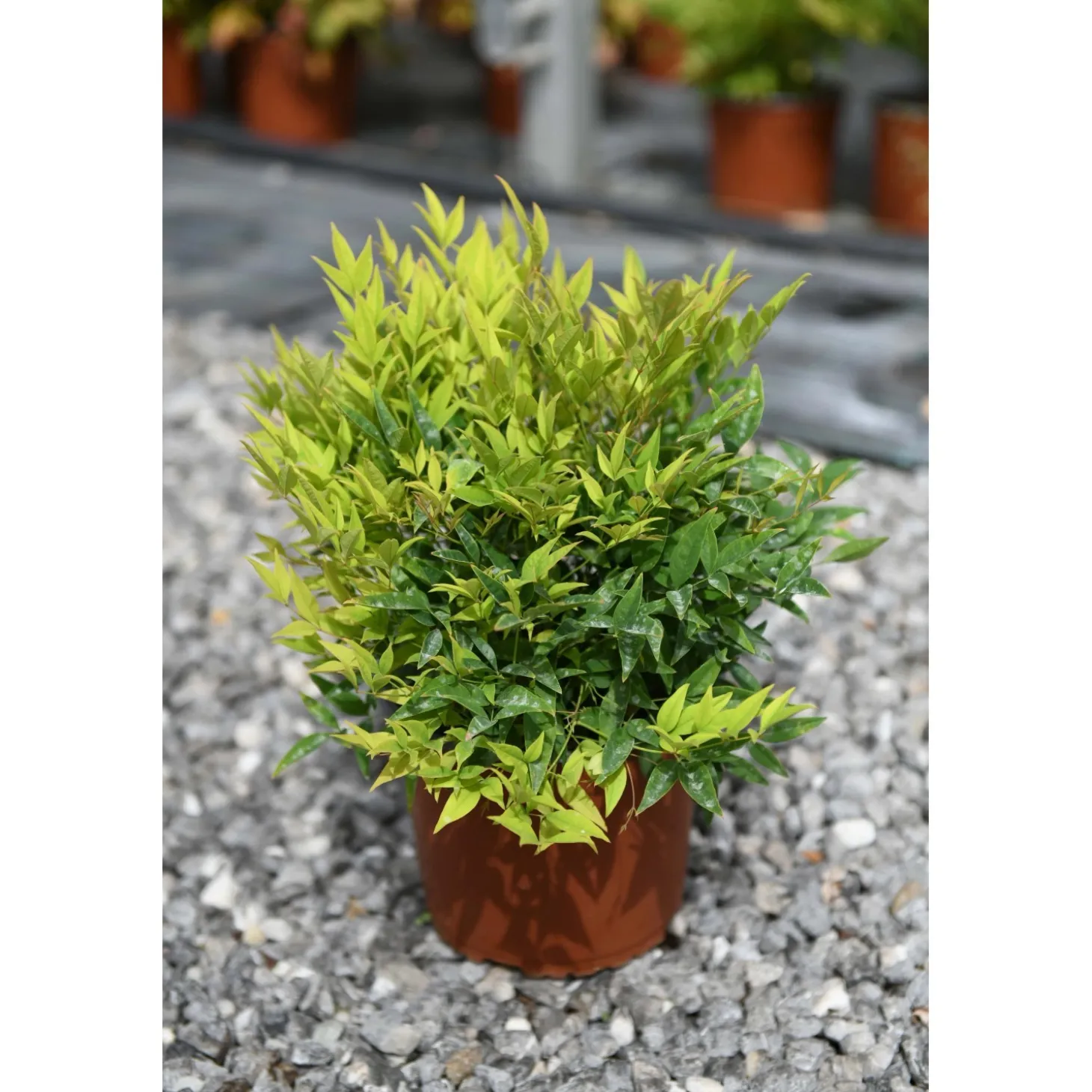 Nandina domestica Moon Bay cespuglio h 25/30 cm