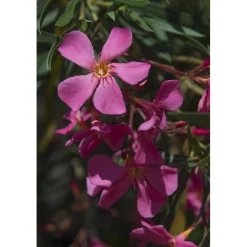 Nerium oleander cespuglio h cm 80/100