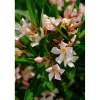 Nerium oleander - Oleandro