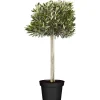 Olea Europaea Mezzofusto vaso 35 cm