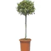 Olea europaea mini alberetto