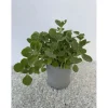 Origano cubano vaso Ø 14 cm