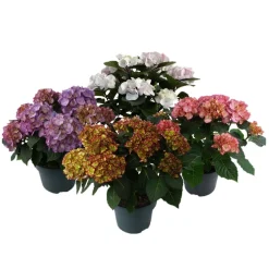 Ortensia dei fioristi Hydrangea macrophylla Marble mix vaso Ø 23 cm