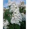 Ortensia Paniculata