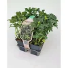 Pachysandra Term Gr. Sheen vaso 9 cm