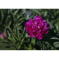 Paeonia lactiflora (P. sinensis)