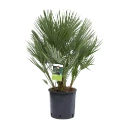 Palma nana Chamaerops humilis GROW by OBI per giardino e terrazzo