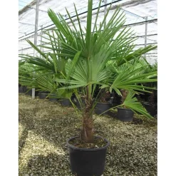 Palma nana Chamaerops Trachycarpus fortunei h 100/150 cm