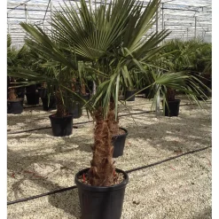 Palma nana Chamaerops Trachycarpus fortunei h 90 cm
