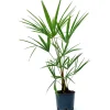 Palma nana Chamaerops Trachycarpus fortunei h 40/50 cm