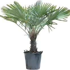 Palma rustica tronco 40/50 cm